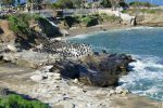PICTURES/La Jolla Cove - Cormorants & Pelicans/t_BC Group2.JPG